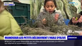 Manosque: les écoliers ont découvert les secrets de fabrication de l'huile d'olive