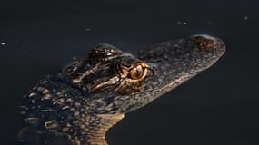 Un alligator dans le parc national des Everglades, à Pembroke Pines, en Floride (États-Unis), le 17 mai 2025. (Photo d'illustration)