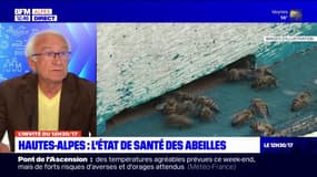 Hautes-Alpes: quel est l'état de santé des abeilles?