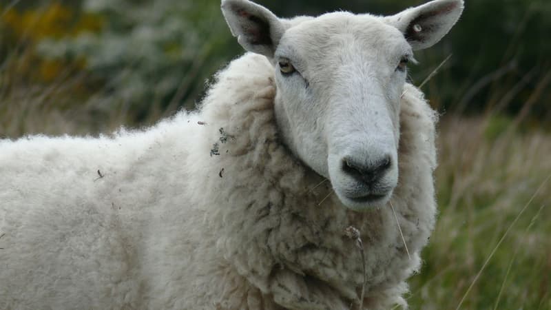 Un mouton.