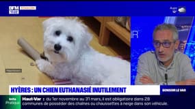 Chien euthanasié à Hyères: le propriétaire de Toki salue la "compassion" et "le soutien" qu'il a reçus