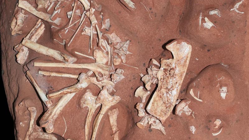 Cette photo du Musée national de Rio de Janeiro montre les restes fossiles de "Berthasaura leopoldinae", la nouvelle espèce de dinosaure découverte.