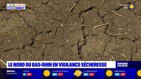 Le nord du Bas-Rhin en vigileance sécheresse