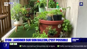 Lyon: cette start-up a créé un potager composteur à installer sur son balcon