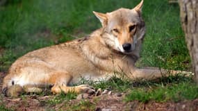 Loup d'un parc animalier du centre de la France.