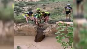 Espagne: un groupe de cyclistes sauve un cerf de la noyade