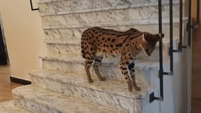 Le serval était seul dans le logement.