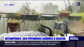 Alpes-Maritimes: la grêle a abîmé des exploitations à Grasse