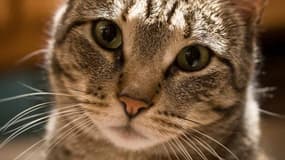 6 mois de prison ferme pour avoir tué 3 chats