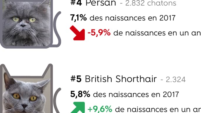 infographie chat race