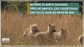 Nantes: vous allez fondre devant ces cinq louveteaux