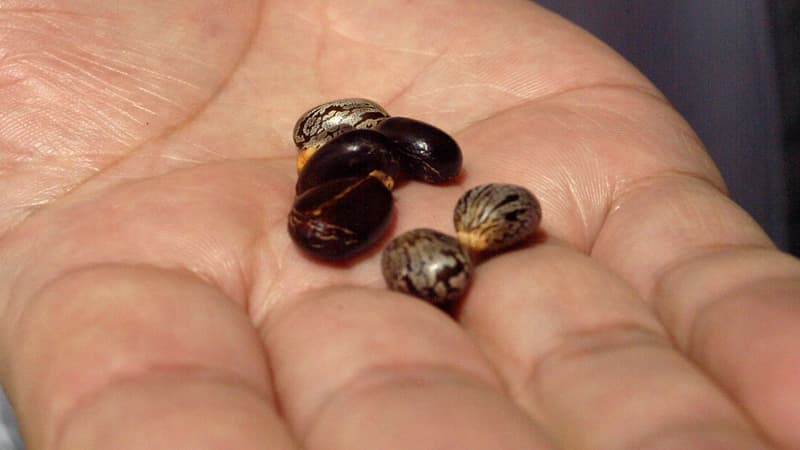 Graines de ricin