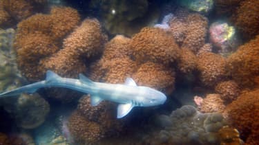Un bébé requin-chabot à taches blanches, photographié le 3 septembre 2011 près de Pattaya en Thaïlande.