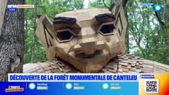 L'été chez nous: la forêt monumentale de Canteleu