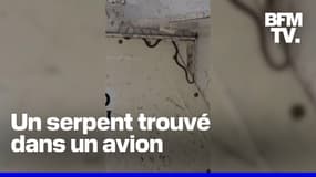 Australie: un serpent trouvé dans un avion retarde un vol de plus de 2 heures