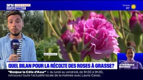 Grasse: la récolte des roses s'annonce plutôt bonne cette année