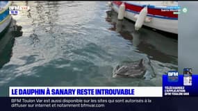 Sanary-sur-Mer: où est passé le dauphin aperçu dans le port?