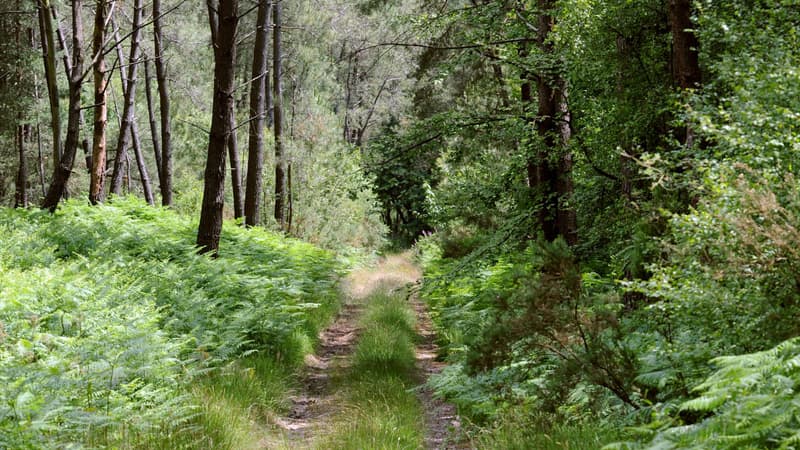 Une image d'illustration d'une forêt.