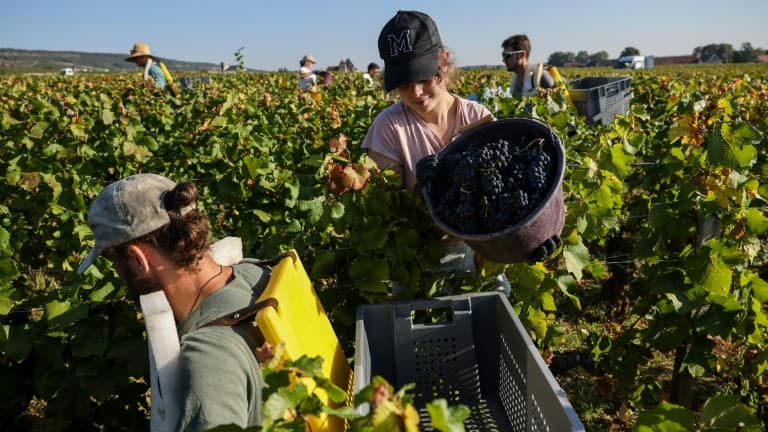 Les vendanges au Château de la Tour, dans le clos de Vougeot, le 11 septembre 2023 en Côte d'Or