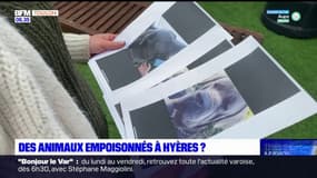 Hyères: des propriétaires soupçonnent leurs animaux d'avoir été empoisonnés