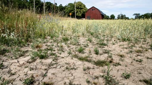Un champ de blé frappé par la sécheresse à Taby, dans le centre de la Suède, le 9 juillet 2018