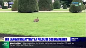Paris: les lapins squattent la pelouse des Invalides