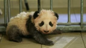 Le nom du bébé panda du zoo de Beauval dévoilé ce lundi