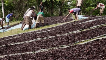 La vanille coûte aujourd'hui entre 600 et 750 dollars le kilo