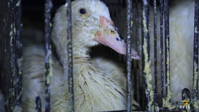 Une vidéo mise en ligne par l'association de défense des animaux L214 dénonce les conditions de gavage déplorables des oies.