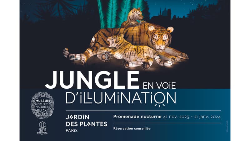 Jungle en voie d'Illumination