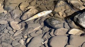 Des centaines de poissons ont été retrouvés morts à Digne-les-Bains après une pollution au chlore