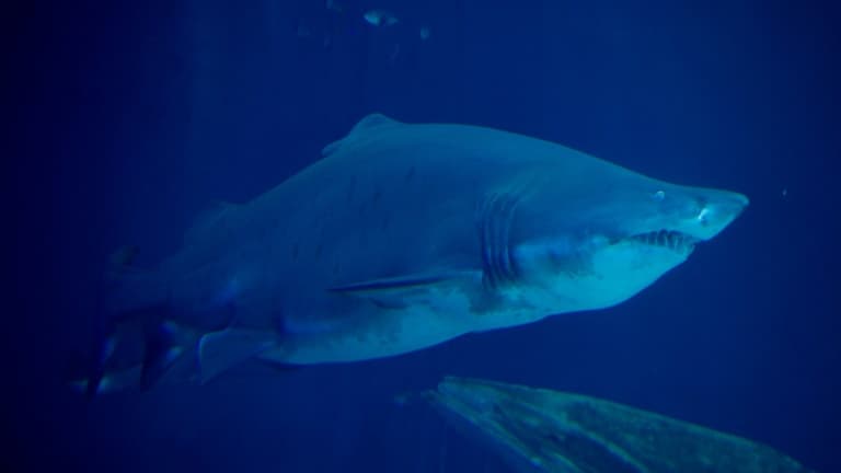 Un requin tigre dans l'océanarium de Stralsund dans le nord-est de l'Allemagne, le 10 juillet 2013 (Photo d'illustration)