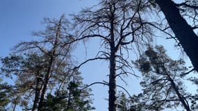 Des pins sylvestres situés dans une forêt à proximité de la Bâtie des Vigneaux sous Puy-Saint-Vincent (Hautes-Alpes), en août 2024.