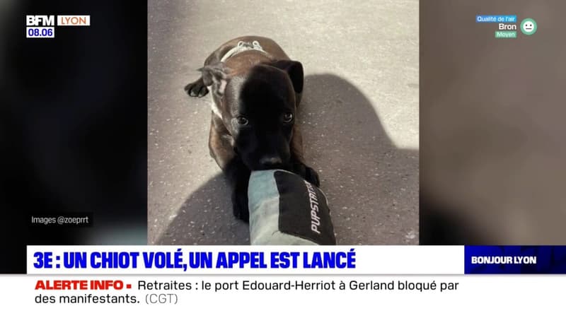 Lyon: un appel à témoins lancé après le viol d'un chiot