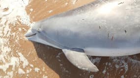 Le dauphin retrouvé le 30 avril dernier sur une plage du Mississippi.