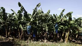 Vue de la plantation de bananes de la commune Le Carbet en Martinique prise le 05 novembre 2005