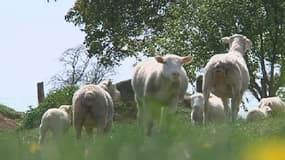 Dans deux communes du sud du département, des troupeaux d'ovins auraient été attaqués