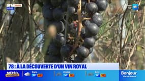 Yvelines: à l'occasion des vendanges à Davron, découverte d'un vin royal étonnant