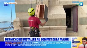 Des nichoirs à oiseaux installés au sommet de la Major