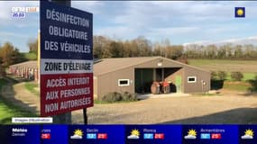Grippe aviaire: neuf communes touchées dans l'Artois