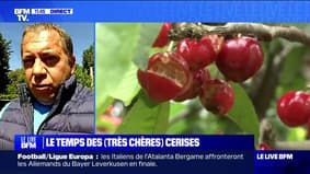 "On a perdu à peu près 50% du potentiel de cerises": David Seve (producteur de cerises à Beaucaire dans le Gard) s'inquiète des conséquences des fortes pluies sur les récoltes de cerises