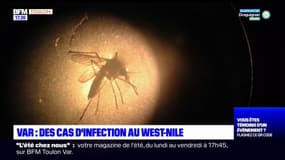 Var: un cas d'infection au West-Nile à Toulon