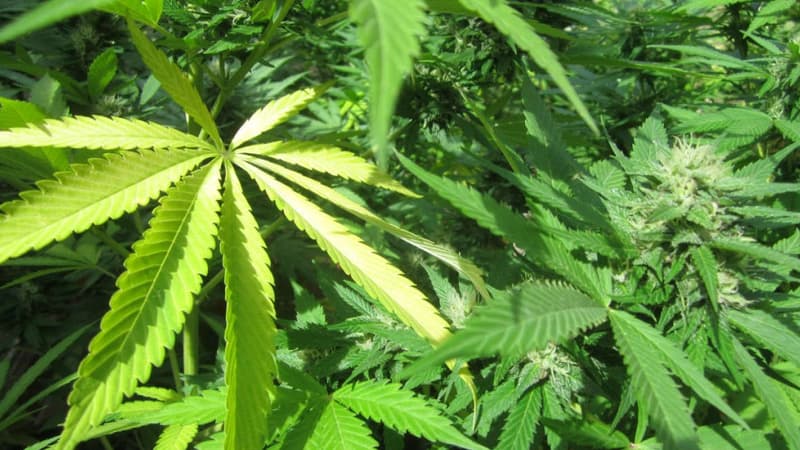 Des feuilles de cannabis.
