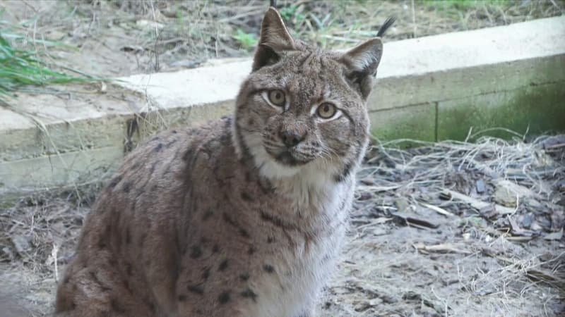 Dans le Jura, un lynx recueilli après avoir été caillassé et blessé par balles, n'a pas survécu