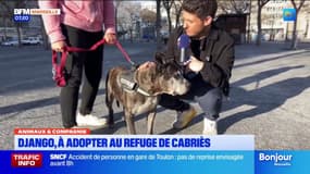 Animaux & compagnie: Django, un bouledogue américain à adopter