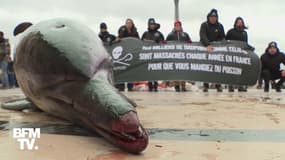Sea Shepherd exhibe deux cadavres de dauphins à Paris pour dénoncer la pêche non sélective