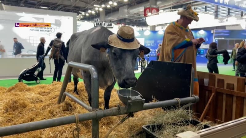 Les vaches seront-elles présentes au Salon de l'agriculture 2026 ?