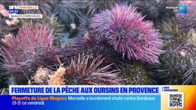 Var: la pêche aux oursins refermée pour observer une période de repos biologique