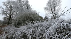 Image d'illustration - Des arbres gelés à Reims, dans la Marne