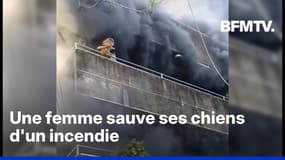 Philippines: une femme sauve ses chiens d'un immeuble en feu en les jetant par la fenêtre 